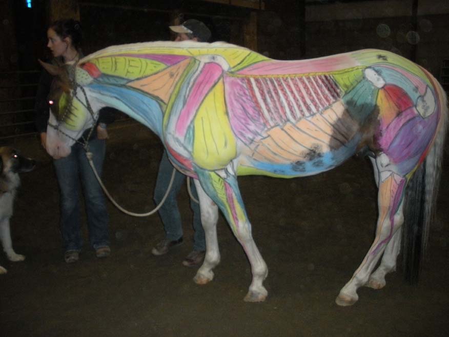 Freckles, star of Celeris Equine's show!