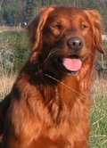 Sire, "Cooper" Semper Deuce Cooper, Sire