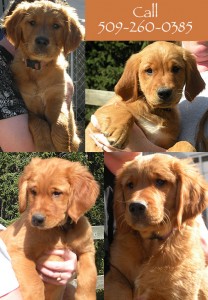 puppycollage puppycollage